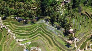 Drone view of beautiful green landscape