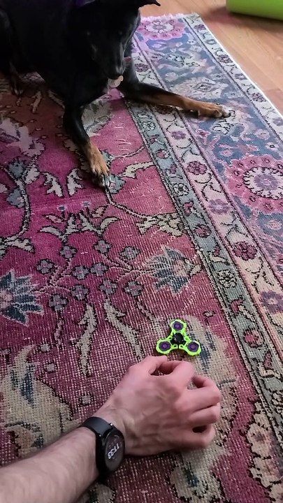 Dog Bewildered by Fidget spinner
