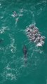 Ikan paus orca memangsa kumpulan ikan pari