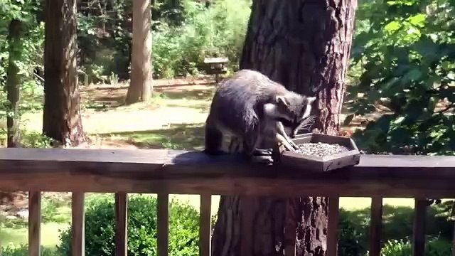 Un raton laveur vole un oiseau qui vient à son tour le voler...