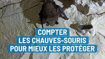 Compter les chauves-souris pour mieux les protéger