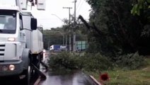 Árvore cai na Rua São Paulo e deixa diversas casas sem energia
