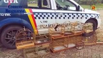 Polícia Ambiental resgata 13 pássaros em situação de maus-tratos no DF
