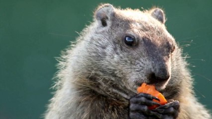 Five Things You Probably Didn't Know About Groundhog Day