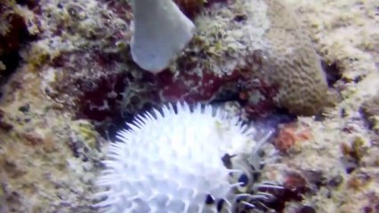 pertarungan ikan buntal dan Gurita