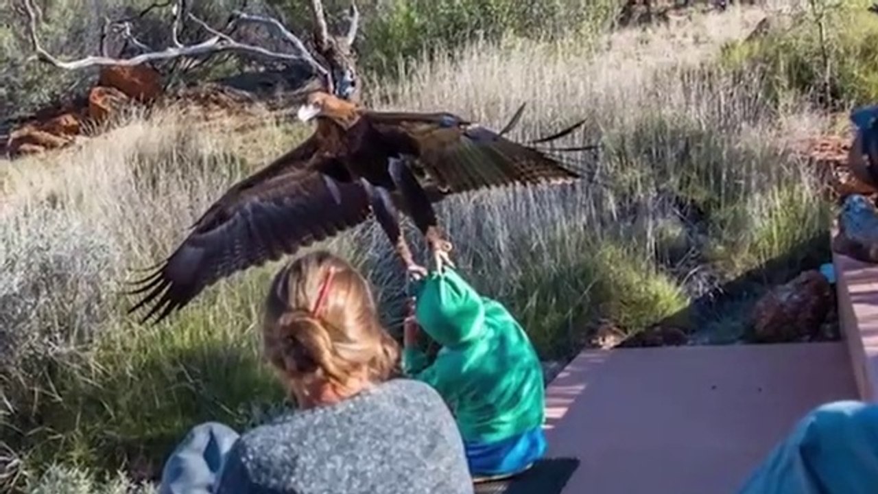 Pourquoi Tous les Animaux Détestent les Aigles