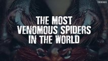 THE MOST VENOMOUS SPIDERS IN THE WORLD