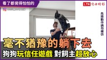 毫不猶豫地躺下去！狗狗玩信任遊戲 對飼主超放心