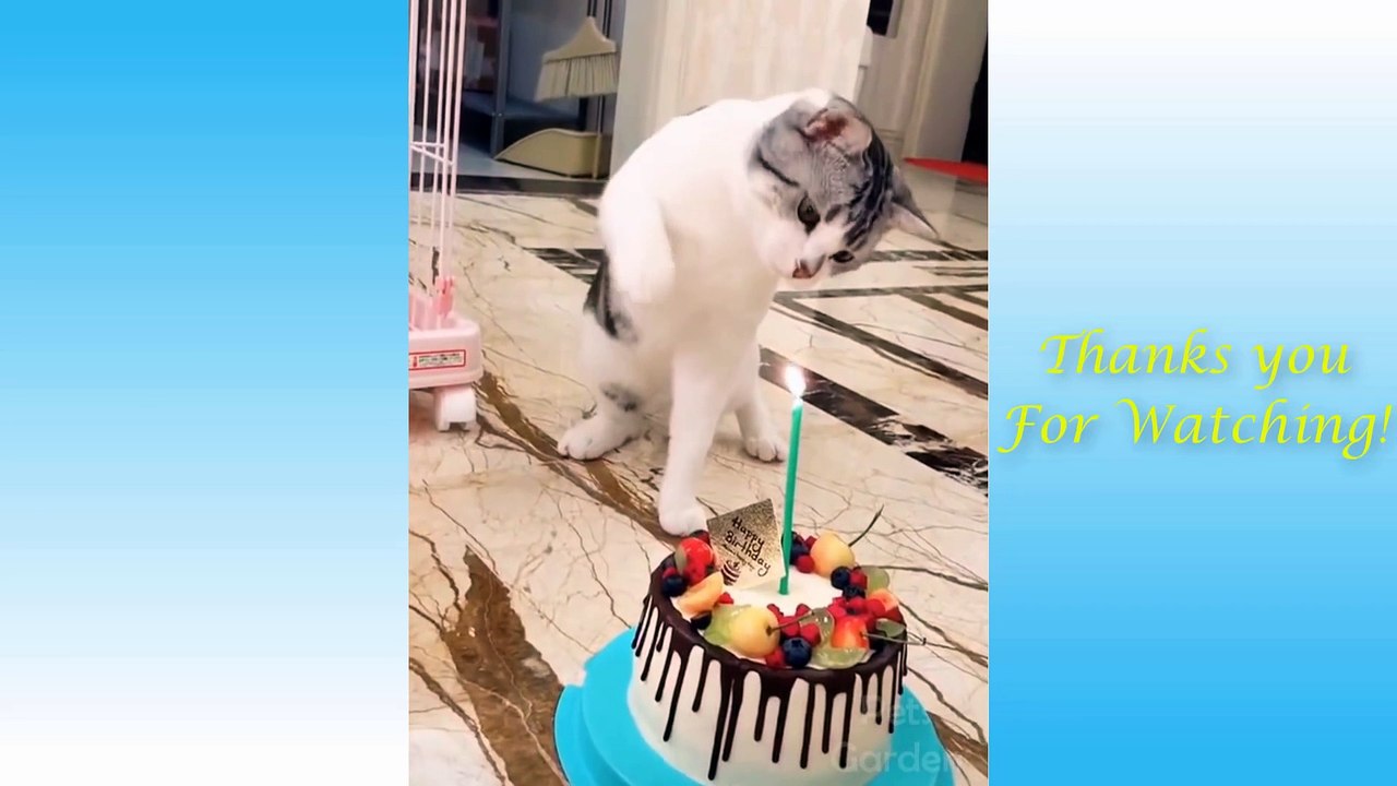 FUNNY CAT VIDEOS #3