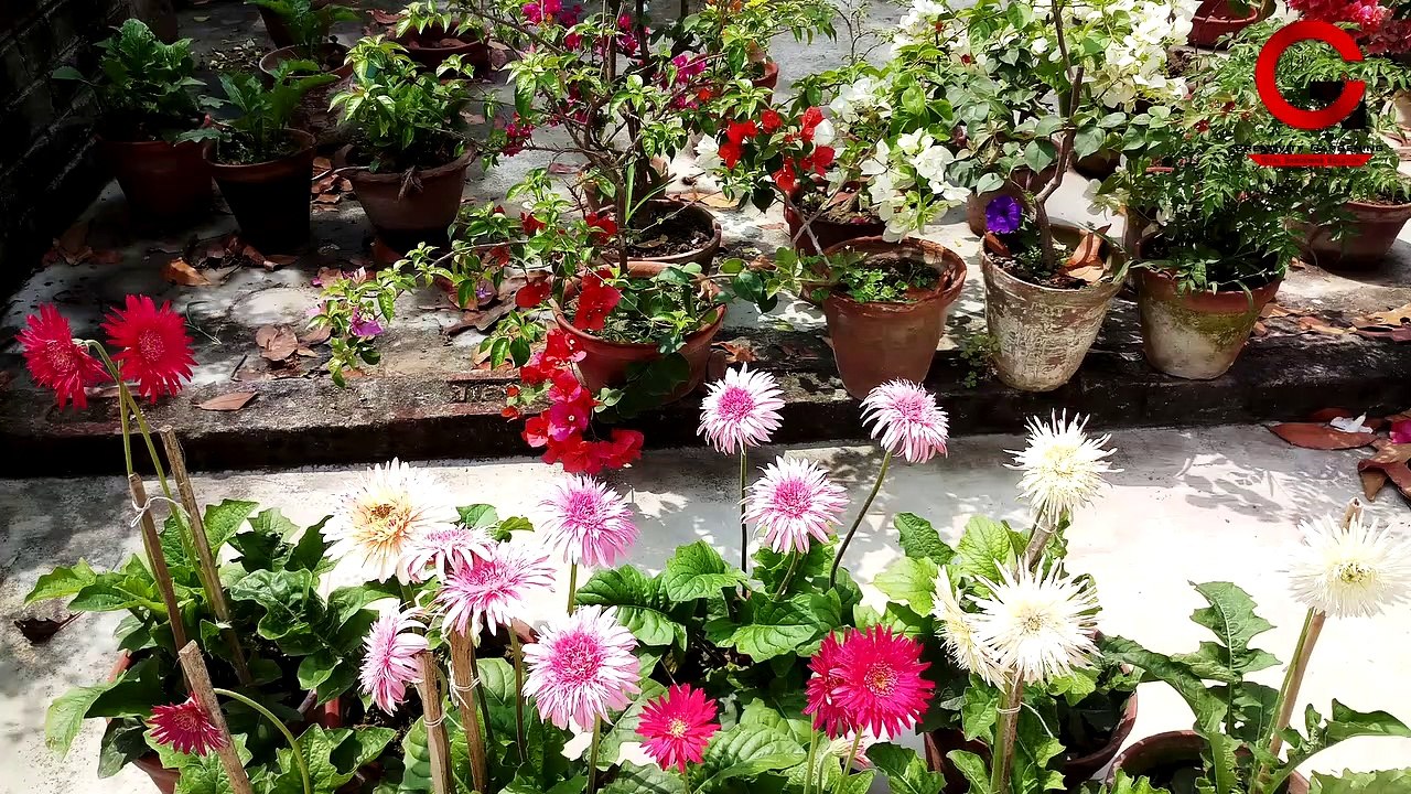 জারবেরা গাছের এই কাজগুলি আজই সম্পূর্ণ করে ফেলুন