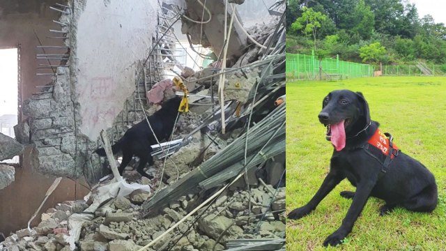 광주 붕괴 현장서 추가 실종자 발견한 건 '베테랑 구조견' / YTN