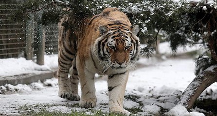 Kar altında hayvanların kartpostallık görüntüleri