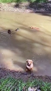 Pato 'atrevido' expulsa cão de um lago… à bicada