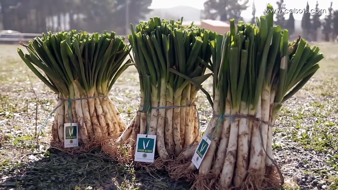 Calçots - Cómo hacer una calçotada con parrilla