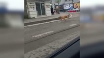 KENDİSİNE YEMEK VEREN POLİSLERİ TANIYAN SOKAK KÖPEĞİNİN SEVİMLİ ANLARI