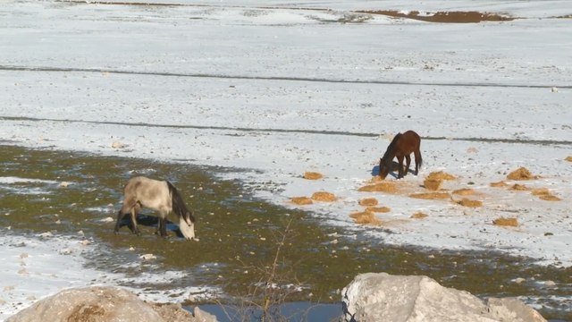 Antalya'daki yılkı atları aç bırakılmadı