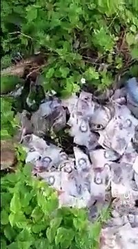 La terrible inflation au Venezuela où l'argent est jeté par les fenêtres