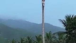Il monte sur un cocotier géant pour ramasser des noix de coco