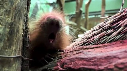 El nuevo inquilino del zoo de Washington