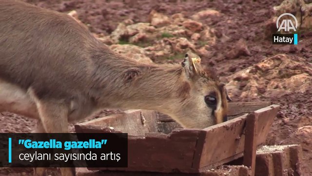 Gazella gazella ceylanı sayısında artış