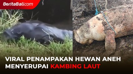 Viral Video Penampakan Seekor Hewan Misterius