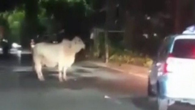 Seekor Sapi di Bekasi Lepas hingga Ganggu Arus Lalu Lintas