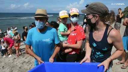 Les tortues nous aident à mieux comprendre les cyclones à la Réunion