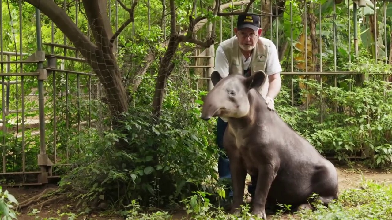 Tapir de Baird aux Nicaragua et Costa Rica. Tapirus bairdii