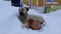 Tunceli'de kedi kar yağışından korunmak için köpeğe sığındı