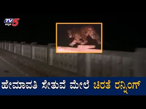 ಹೇಮಾವತಿ ಸೇತುವೆ ಮೇಲೆ ಚಿರತೆ ರನ್ನಿಂಗ್ | Leopard Spotted In Hemavathi Bridge | Hassan | TV5 Kannada