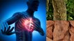Heart Attack के खतरे से दूर रखती है Arjun Tree Bark, क्या है Benefits और Side Effects| Boldsky