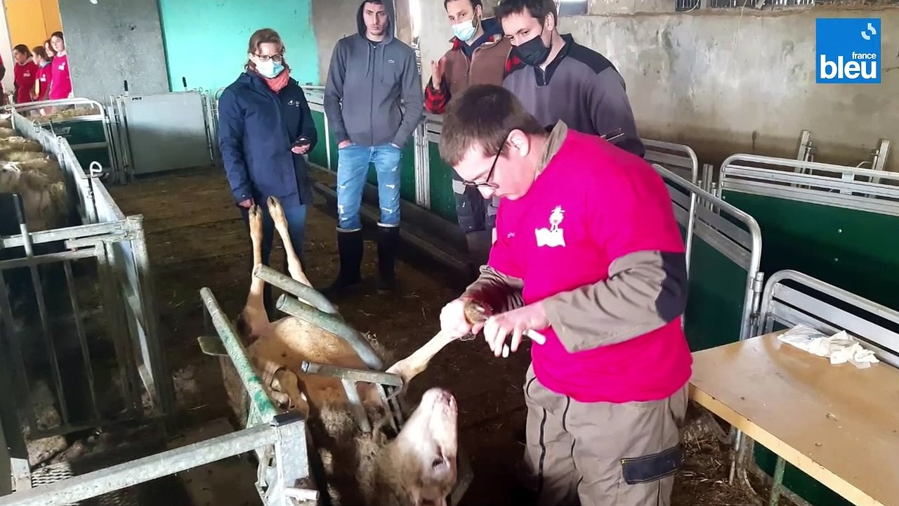 Des Ovinpiades pour séduire les jeunes bergers