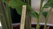 DIY Jardin - Faire ses propres étiquettes en bois