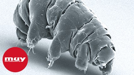 ¿Entrelazamiento cuántico entre seres vivos?