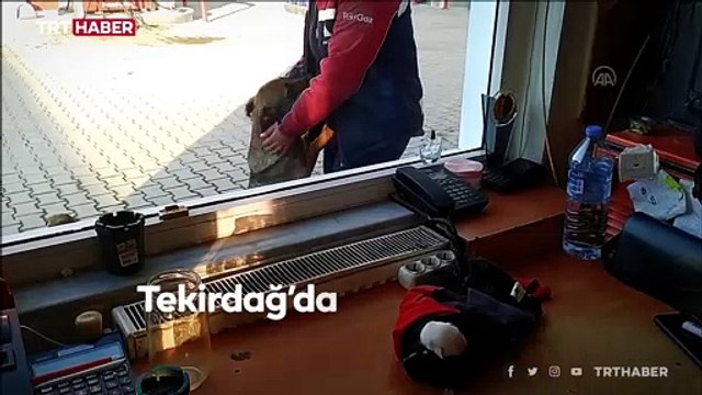 Sarı nın yavruları ölmesin diye seferber oldular