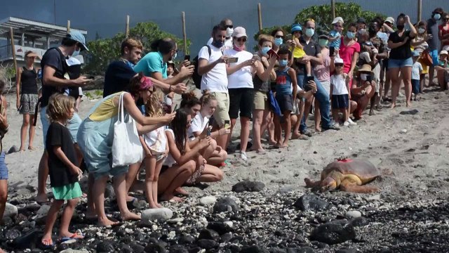 A La Réunion, des tortues marines équipées de balises au service des météorologues