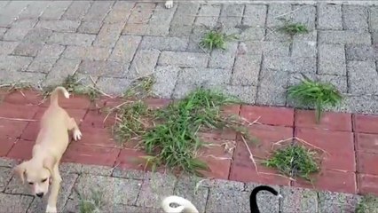 Cachorrinhos são abandonados na Escola da Transparência, no Florais do Paraná