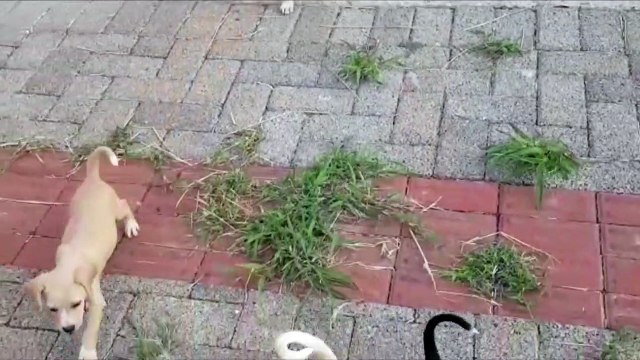 Cachorrinhos são abandonados na Escola da Transparência, no Florais do Paraná