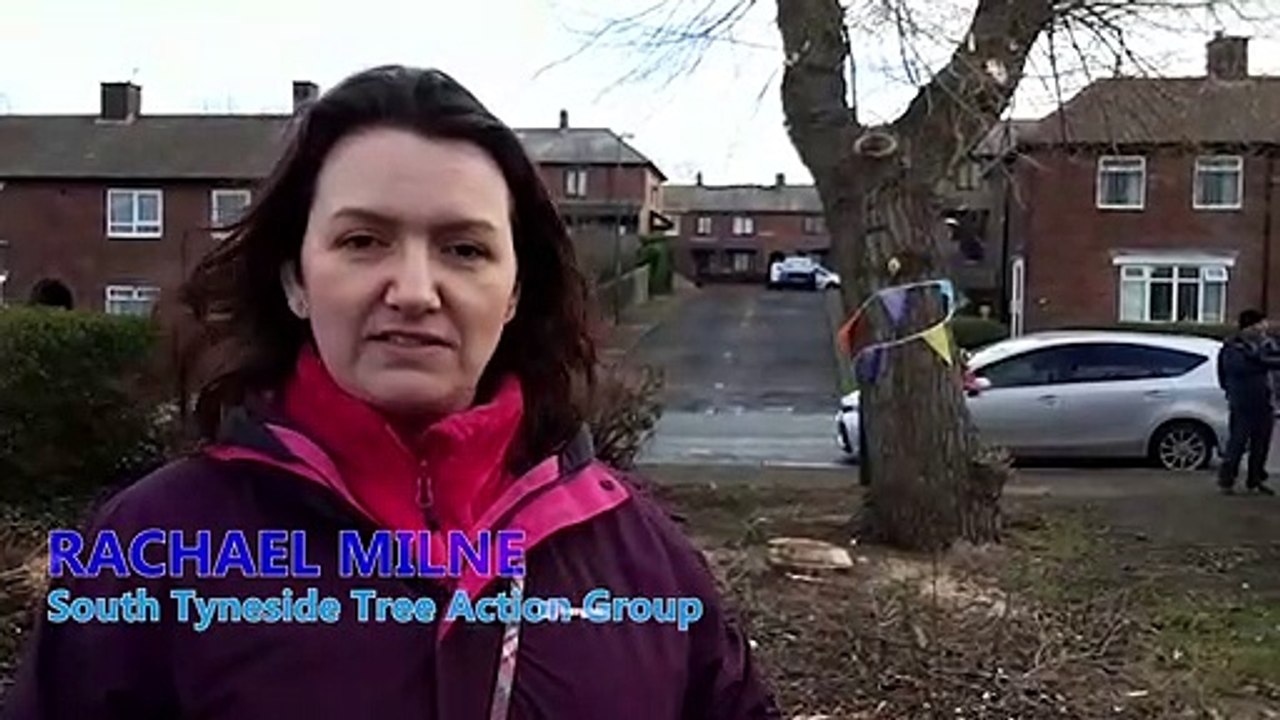 Rachael Milne on South Tyneside Tree Action group's bid to save a Poplar tree that's older than the First World War