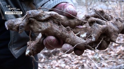 "대박 났네! 대박 났어~" 땅에서 팔뚝만 한 토복령 건져 올린 이승윤!