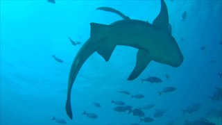 Los ataques de tiburones en todo el mundo aumentaron casi un 30% en 2021