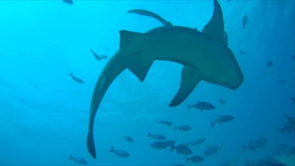 Le nombre d'attaques de requins dans le monde a augmenté de 30% en 2021