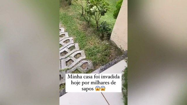 Grande quantidade de rãs filmadas em condomínio no bairro Lagoa Redonda