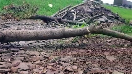 Download Video: Marginal da BR-467 é trancada com galhos de árvores e entulhos e moradores pedem providência