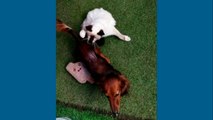 bd-consejos-para-socializar-mi-perro-con-mi-gato-260122