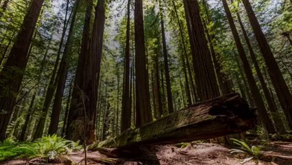 Ancient Redwood Forest in California Will Be Returned to Indigenous Tribal Group