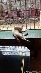 Kucing nya lagii berjemur