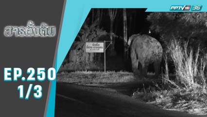 สารตั้งต้น EP 250 | “ฅ.คน ผจญ ช.ช้าง” | 26 ม.ค.65 (1/3)