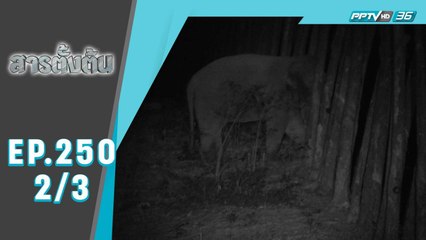 สารตั้งต้น EP 250 | “ฅ.คน ผจญ ช.ช้าง” | 26 ม.ค.65 (2/3)