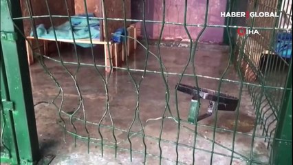 Adıyaman'da kafesini parçalayarak kaçan pitbull, başka bir köpeği boğarak öldürdü